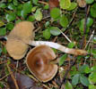 Cortinarius cinnamomeus.